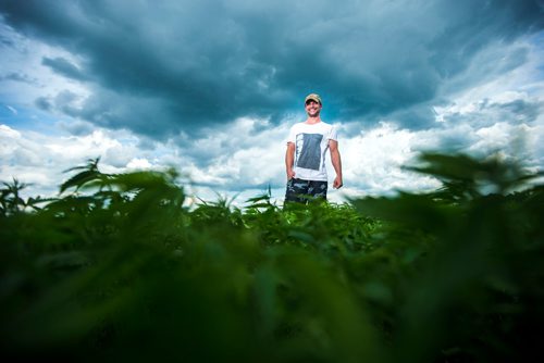 MIKAELA MACKENZIE / WINNIPEG FREE PRESS
Chris Federowich, vice-chairman of Parkland Industrial Hemp Growers Co-Op, poses in one of his hemp fields in Dauphin on Tuesday, June 26, 2018.
Mikaela MacKenzie / Winnipeg Free Press 2018.