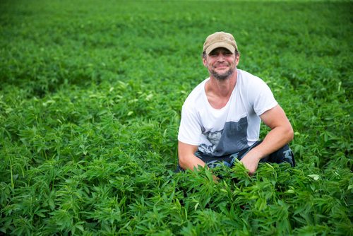 MIKAELA MACKENZIE / WINNIPEG FREE PRESS
Chris Federowich, vice-chairman of Parkland Industrial Hemp Growers Co-Op, poses in one of his hemp fields in Dauphin on Tuesday, June 26, 2018.
Mikaela MacKenzie / Winnipeg Free Press 2018.