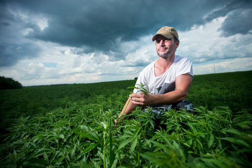 MIKAELA MACKENZIE / WINNIPEG FREE PRESS
Chris Federowich, vice-chairman of Parkland Industrial Hemp Growers Co-Op, poses in one of his hemp fields in Dauphin on Tuesday, June 26, 2018.
Mikaela MacKenzie / Winnipeg Free Press 2018.