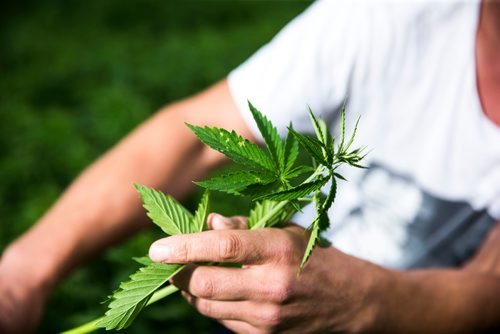 MIKAELA MACKENZIE / WINNIPEG FREE PRESS
Chris Federowich, vice-chairman of Parkland Industrial Hemp Growers Co-Op, poses in one of his hemp fields in Dauphin on Tuesday, June 26, 2018.
Mikaela MacKenzie / Winnipeg Free Press 2018.