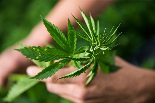 MIKAELA MACKENZIE / WINNIPEG FREE PRESS
Chris Federowich, vice-chairman of Parkland Industrial Hemp Growers Co-Op, poses in one of his hemp fields in Dauphin on Tuesday, June 26, 2018.
Mikaela MacKenzie / Winnipeg Free Press 2018.