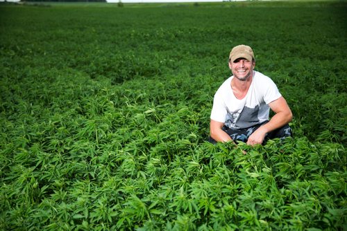 MIKAELA MACKENZIE / WINNIPEG FREE PRESS
Chris Federowich, vice-chairman of Parkland Industrial Hemp Growers Co-Op, poses in one of his hemp fields in Dauphin on Tuesday, June 26, 2018.
Mikaela MacKenzie / Winnipeg Free Press 2018.