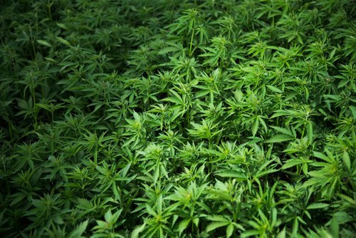 MIKAELA MACKENZIE / WINNIPEG FREE PRESS
Chris Federowich, vice-chairman of Parkland Industrial Hemp Growers Co-Op, poses in one of his hemp fields in Dauphin on Tuesday, June 26, 2018.
Mikaela MacKenzie / Winnipeg Free Press 2018.