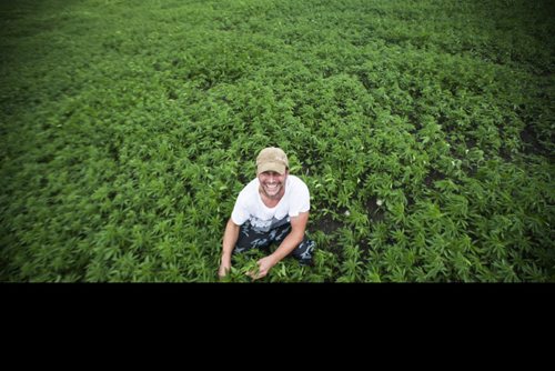 MIKAELA MACKENZIE / WINNIPEG FREE PRESS
Chris Federowich, vice-chairman of Parkland Industrial Hemp Growers Co-Op, poses in one of his hemp fields in Dauphin on Tuesday, June 26, 2018.
Mikaela MacKenzie / Winnipeg Free Press 2018.