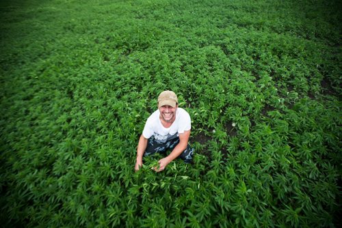 MIKAELA MACKENZIE / WINNIPEG FREE PRESS
Chris Federowich, vice-chairman of Parkland Industrial Hemp Growers Co-Op, poses in one of his hemp fields in Dauphin on Tuesday, June 26, 2018.
Mikaela MacKenzie / Winnipeg Free Press 2018.