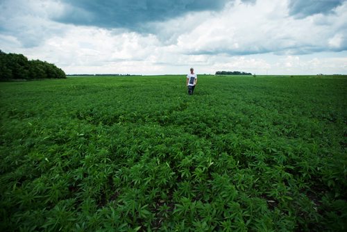 MIKAELA MACKENZIE / WINNIPEG FREE PRESS
Chris Federowich, vice-chairman of Parkland Industrial Hemp Growers Co-Op, poses in one of his hemp fields in Dauphin on Tuesday, June 26, 2018.
Mikaela MacKenzie / Winnipeg Free Press 2018.