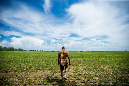 MIKAELA MACKENZIE / WINNIPEG FREE PRESS
Chris Dzisiak, president of the Parkland Industrial Hemp Growers Cooperative, poses for a portrait in his home outside of Dauphin on Tuesday, June 26, 2018.
Mikaela MacKenzie / Winnipeg Free Press 2018.