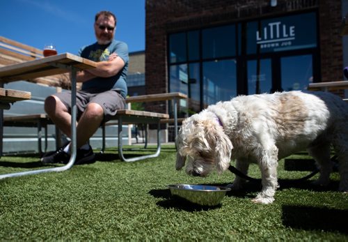 ANDREW RYAN / WINNIPEG FREE PRESS Little Brown Jug Owner Kevin Scelch's dog, Penny, on the patio of the establishment which allows and accommodates pets. Shot on June 28, 2018.