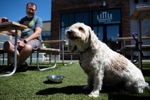 ANDREW RYAN / WINNIPEG FREE PRESS Penny, owned by Kevin Scelch, smiles on the Patio of Little Brown Jug which allows and accommodates pets. Shot on June 28, 2018.