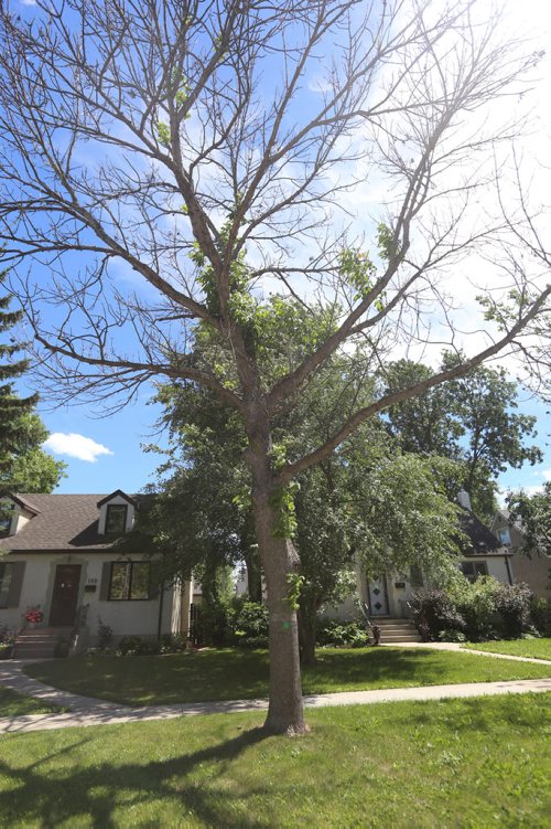 TREVOR HAGAN / WINNIPEG FREE PRESS
Dying ash trees on the 200 block of Wavell Avenue, between Casey Street and Fisher Street, Monday July 2, 2018. These are trees marked for removal by the city because they are in poor condition due to either the emerald ash borer (EAB) or the cottony ash psyllid.