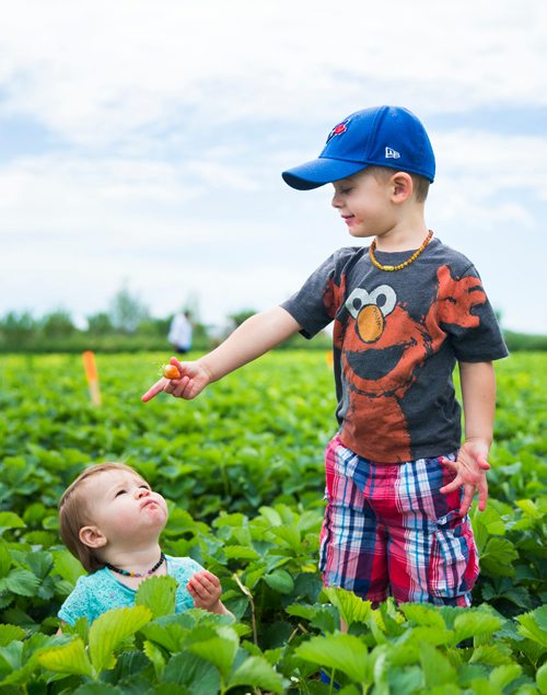 MIKAELA MACKENZIE / WINNIPEG FREE PRESS
Olivia Mitchell, one, eats strawberries while her older brother, Karsten Mitchell, picks them at Cormier's Berry Patch, just outside of La Salle, on Tuesday, July 3, 2018.
Mikaela MacKenzie / Winnipeg Free Press 2018.