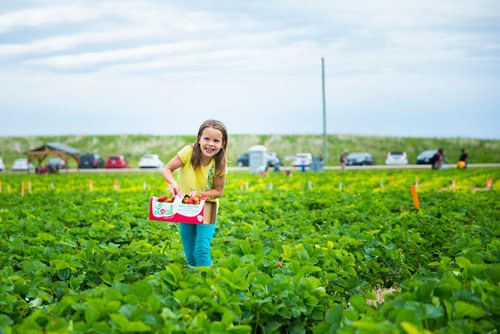 MIKAELA MACKENZIE / WINNIPEG FREE PRESS
Mykenna Bjornson heaves a full carton of strawberries through the rows at Cormier's Berry Patch, just outside of La Salle, on Tuesday, July 3, 2018.
Mikaela MacKenzie / Winnipeg Free Press 2018.