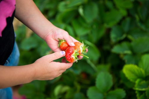 MIKAELA MACKENZIE / WINNIPEG FREE PRESS
Breelyn Bjornson picks strawberries at Cormier's Berry Patch, just outside of La Salle, on Tuesday, July 3, 2018.
Mikaela MacKenzie / Winnipeg Free Press 2018.