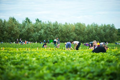 MIKAELA MACKENZIE / WINNIPEG FREE PRESS
A busy day for strawberry pickers at Cormier's Berry Patch, just outside of La Salle, on Tuesday, July 3, 2018.
Mikaela MacKenzie / Winnipeg Free Press 2018.