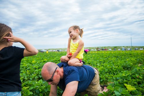 MIKAELA MACKENZIE / WINNIPEG FREE PRESS
Prestley Bjornson, two, enjoys getting a ride through the strawberries on her dad, Daryl, at Cormier's Berry Patch, just outside of La Salle, on Tuesday, July 3, 2018.
Mikaela MacKenzie / Winnipeg Free Press 2018.