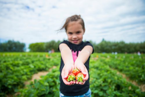 MIKAELA MACKENZIE / WINNIPEG FREE PRESS
Breelyn Bjornson picks strawberries at Cormier's Berry Patch, just outside of La Salle, on Tuesday, July 3, 2018.
Mikaela MacKenzie / Winnipeg Free Press 2018.