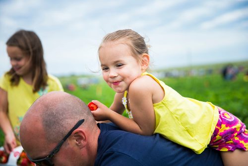 MIKAELA MACKENZIE / WINNIPEG FREE PRESS
Prestley Bjornson, two, enjoys getting a ride through the strawberries on her dad, Daryl, at Cormier's Berry Patch, just outside of La Salle, on Tuesday, July 3, 2018.
Mikaela MacKenzie / Winnipeg Free Press 2018.