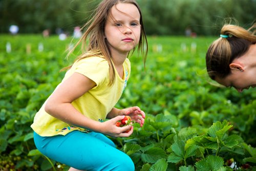 MIKAELA MACKENZIE / WINNIPEG FREE PRESS
Mykenna Bjornson and her mother, Yvonne, pick strawberries at Cormier's Berry Patch, just outside of La Salle, on Tuesday, July 3, 2018.
Mikaela MacKenzie / Winnipeg Free Press 2018.