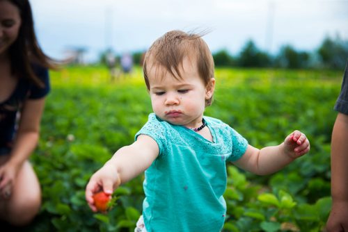 MIKAELA MACKENZIE / WINNIPEG FREE PRESS
Olivia Mitchell, one, eats strawberries at Cormier's Berry Patch, just outside of La Salle, on Tuesday, July 3, 2018.
Mikaela MacKenzie / Winnipeg Free Press 2018.