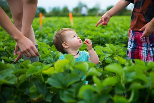 MIKAELA MACKENZIE / WINNIPEG FREE PRESS
Olivia Mitchell, one, is offered strawberries by her mom and older brother at Cormier's Berry Patch, just outside of La Salle, on Tuesday, July 3, 2018.
Mikaela MacKenzie / Winnipeg Free Press 2018.