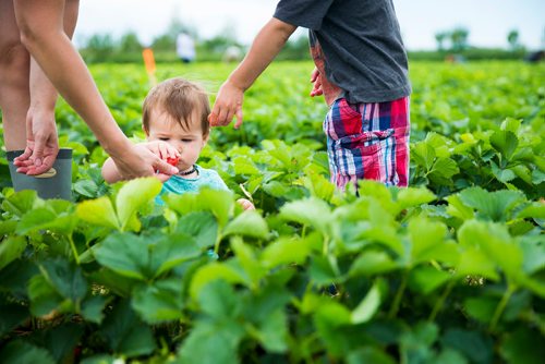 MIKAELA MACKENZIE / WINNIPEG FREE PRESS
Olivia Mitchell, one,  is offered strawberries by her mom and older brother at Cormier's Berry Patch, just outside of La Salle, on Tuesday, July 3, 2018.
Mikaela MacKenzie / Winnipeg Free Press 2018.