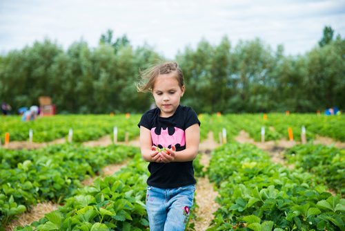 MIKAELA MACKENZIE / WINNIPEG FREE PRESS
Breelyn Bjornson picks strawberries at Cormier's Berry Patch, just outside of La Salle, on Tuesday, July 3, 2018.
Mikaela MacKenzie / Winnipeg Free Press 2018.