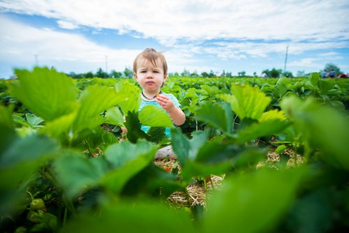 MIKAELA MACKENZIE / WINNIPEG FREE PRESS
Olivia Mitchell, one, eats strawberries at Cormier's Berry Patch, just outside of La Salle, on Tuesday, July 3, 2018.
Mikaela MacKenzie / Winnipeg Free Press 2018.