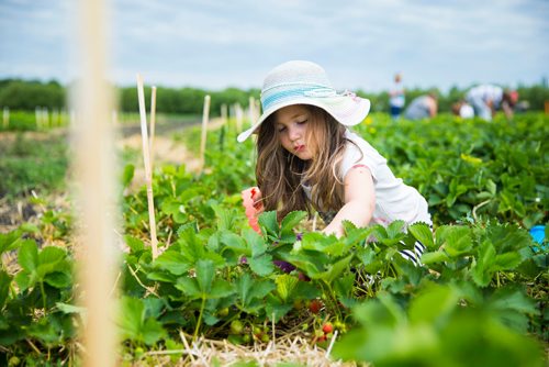 MIKAELA MACKENZIE / WINNIPEG FREE PRESS
Marley Darani, four, picks strawberries at Cormier's Berry Patch, just outside of La Salle, on Tuesday, July 3, 2018.
Mikaela MacKenzie / Winnipeg Free Press 2018.