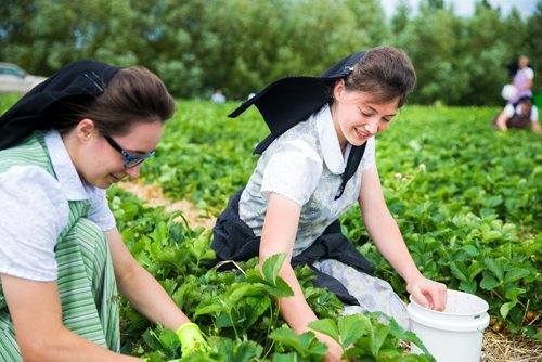 MIKAELA MACKENZIE / WINNIPEG FREE PRESS
Kaitlyn Gross (left) and Natalia Wipf, from the Vermillion Hutterite Colony, pick strawberries at Cormier's Berry Patch just outside of La Salle on Tuesday, July 3, 2018.
Mikaela MacKenzie / Winnipeg Free Press 2018.