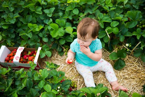 MIKAELA MACKENZIE / WINNIPEG FREE PRESS
Olivia Mitchell, one, eats strawberries at Cormier's Berry Patch, just outside of La Salle, on Tuesday, July 3, 2018.
Mikaela MacKenzie / Winnipeg Free Press 2018.