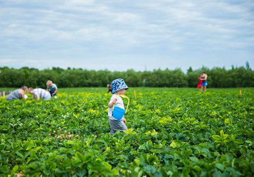 MIKAELA MACKENZIE / WINNIPEG FREE PRESS
Cole Darani, one, walks down the rows of strawberries at Cormier's Berry Patch, just outside of La Salle, on Tuesday, July 3, 2018.
Mikaela MacKenzie / Winnipeg Free Press 2018.