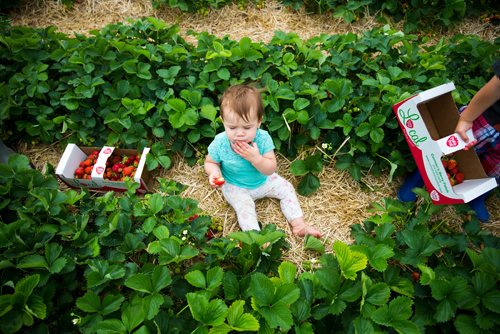 MIKAELA MACKENZIE / WINNIPEG FREE PRESS
Olivia Mitchell, one, eats strawberries at Cormier's Berry Patch, just outside of La Salle, on Tuesday, July 3, 2018.
Mikaela MacKenzie / Winnipeg Free Press 2018.