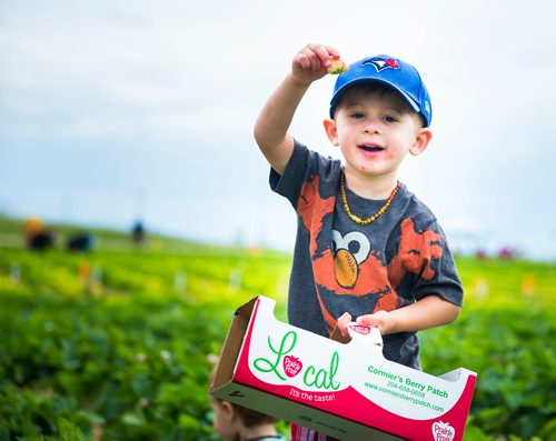MIKAELA MACKENZIE / WINNIPEG FREE PRESS
Karsten Mitchell shows off a strawberry while picking at Cormier's Berry Patch, just outside of La Salle, on Tuesday, July 3, 2018.
Mikaela MacKenzie / Winnipeg Free Press 2018.