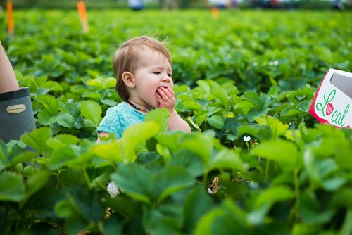 MIKAELA MACKENZIE / WINNIPEG FREE PRESS
Olivia Mitchell, one, eats strawberries at Cormier's Berry Patch, just outside of La Salle, on Tuesday, July 3, 2018.
Mikaela MacKenzie / Winnipeg Free Press 2018.