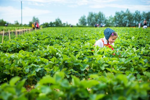 MIKAELA MACKENZIE / WINNIPEG FREE PRESS
Jessica Wipf, who is seven years old and from the Vermillion Hutterite Colony, picks berries at Cormier's Berry Patch just outside of La Salle on Tuesday, July 3, 2018.
Mikaela MacKenzie / Winnipeg Free Press 2018.