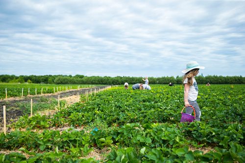 MIKAELA MACKENZIE / WINNIPEG FREE PRESS
Marley Darani, four, picks strawberries at Cormier's Berry Patch, just outside of La Salle, on Tuesday, July 3, 2018.
Mikaela MacKenzie / Winnipeg Free Press 2018.