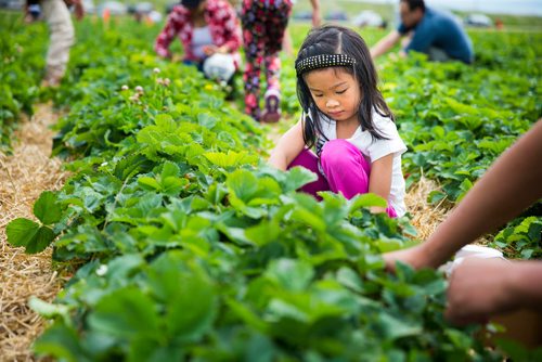 MIKAELA MACKENZIE / WINNIPEG FREE PRESS
Chloe Quizon, six, picks strawberries at Cormier's Berry Patch, just outside of La Salle, on Tuesday, July 3, 2018.
Mikaela MacKenzie / Winnipeg Free Press 2018.