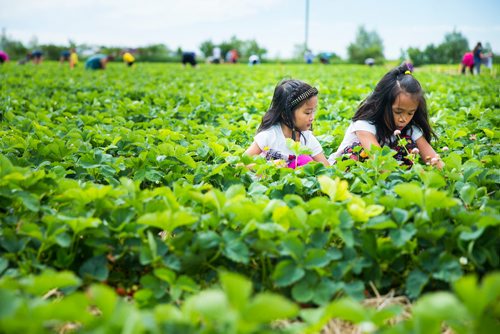MIKAELA MACKENZIE / WINNIPEG FREE PRESS
Chloe (left) and Zoe Quizon, six and eight years old, pick strawberries at Cormier's Berry Patch, just outside of La Salle, on Tuesday, July 3, 2018.
Mikaela MacKenzie / Winnipeg Free Press 2018.