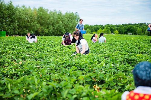 MIKAELA MACKENZIE / WINNIPEG FREE PRESS
Women from the Vermillion Hutterite Colony pick strawberries at Cormier's Berry Patch, just outside of La Salle, on Tuesday, July 3, 2018.
Mikaela MacKenzie / Winnipeg Free Press 2018.