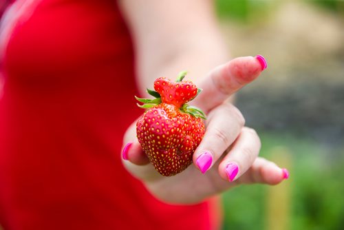 MIKAELA MACKENZIE / WINNIPEG FREE PRESS
A heart-shaped strawberry at Cormier's Berry Patch, just outside of La Salle, on Tuesday, July 3, 2018.
Mikaela MacKenzie / Winnipeg Free Press 2018.