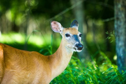 MIKAELA MACKENZIE / WINNIPEG FREE PRESS
A deer in Pinawa on Wednesday, July 4, 2018.
Mikaela MacKenzie / Winnipeg Free Press 2018.