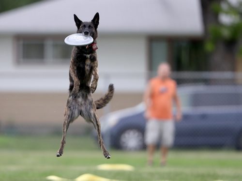 TREVOR HAGAN / WINNIPEG FREE PRESS
Rogue, owned by Rodney Schoetz jumps for a disc, at a Winnipeg Dog Frisbee Club event, Sunday, July 8, 2018.