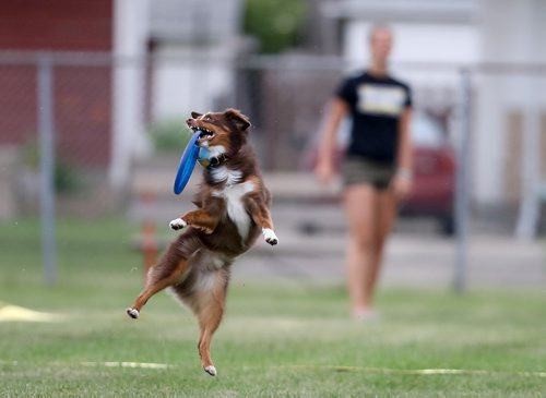 TREVOR HAGAN / WINNIPEG FREE PRESS
Jack, owned by Jillian Fadun, jumps for a disc, at a Winnipeg Dog Frisbee Club event, Sunday, July 8, 2018.