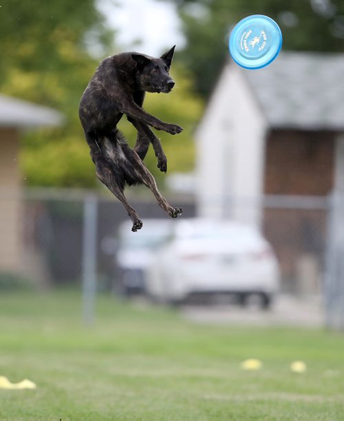 TREVOR HAGAN / WINNIPEG FREE PRESS
Rogue, owned by Rodney Schoetz, jumps for a disc, at a Winnipeg Dog Frisbee Club event, Sunday, July 8, 2018.