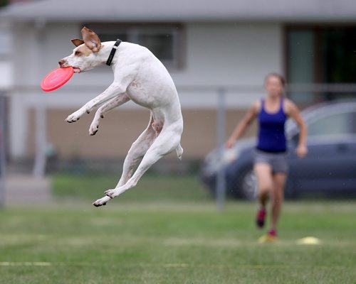 TREVOR HAGAN / WINNIPEG FREE PRESS
Crash, owned by Shawna Kondratuk, jumps for a disc, at a Winnipeg Dog Frisbee Club event, Sunday, July 8, 2018.