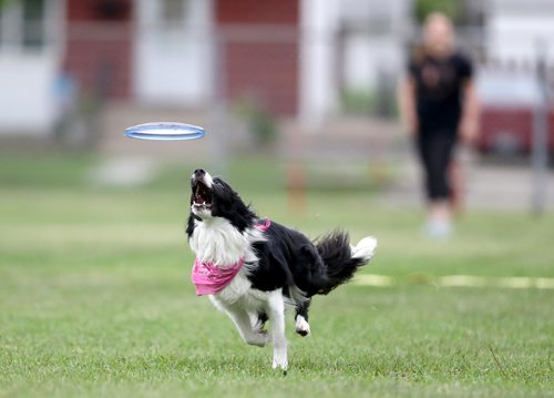 TREVOR HAGAN / WINNIPEG FREE PRESS
Aura, owned by Ally Boni, jumps for a disc, at a Winnipeg Dog Frisbee Club event, Sunday, July 8, 2018.