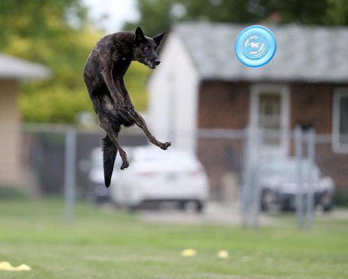 TREVOR HAGAN / WINNIPEG FREE PRESS
Rogue, owned by Rodney Schoetz, jumps for a disc, at a Winnipeg Dog Frisbee Club event, Sunday, July 8, 2018.