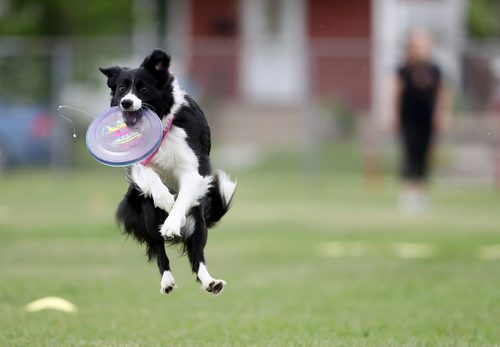 TREVOR HAGAN / WINNIPEG FREE PRESS
Aura, owned by Ally Boni, jumps for a disc, at a Winnipeg Dog Frisbee Club event, Sunday, July 8, 2018.