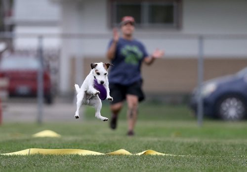 TREVOR HAGAN / WINNIPEG FREE PRESS
Donna MacTavish and Queso, at a Winnipeg Dog Frisbee Club event, Sunday, July 8, 2018.