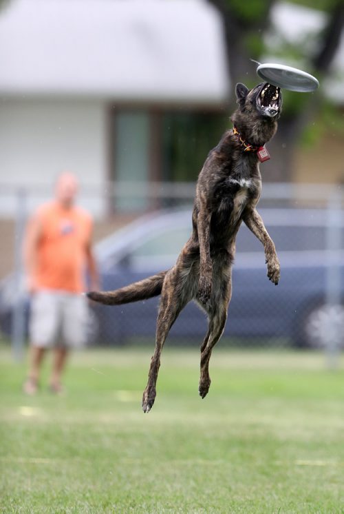 TREVOR HAGAN / WINNIPEG FREE PRESS
Rogue, owned by Rodney Schoetz, jumps for a disc, at a Winnipeg Dog Frisbee Club event, Sunday, July 8, 2018.